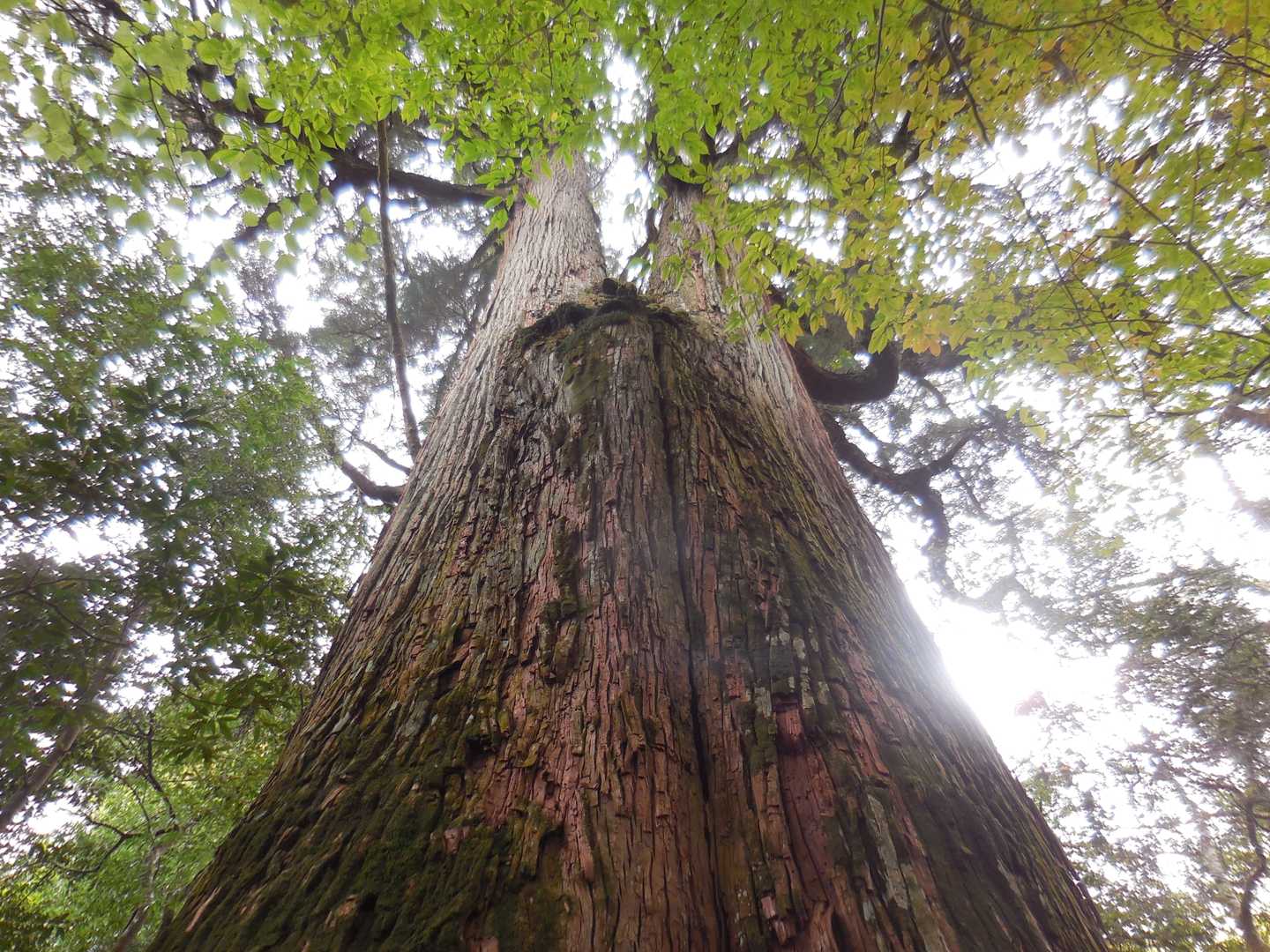 双子杉。
上で二股に分かれています…っていうか下がくっついたんじゃないか？と…