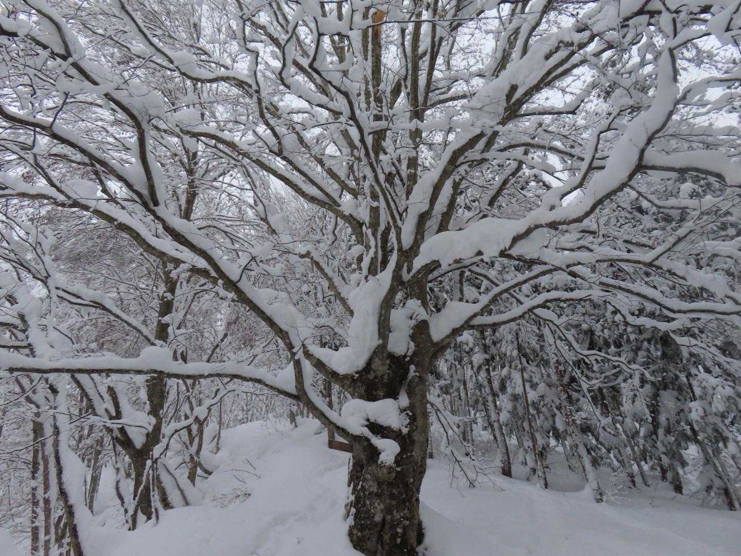 大鷹ブナ
