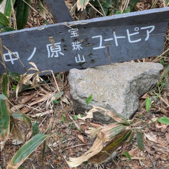 この先は藪漕ぎ　かなり長く感じました