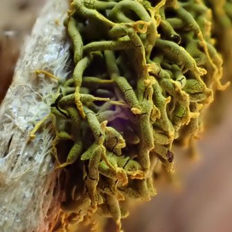 ムシホコリ
教えていただきました

虫が這ってるみたいだから
ムシホコリ😱