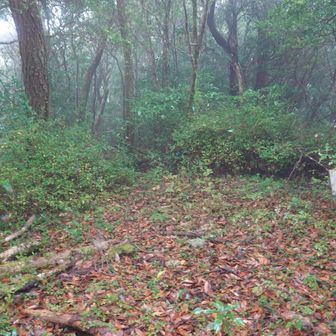 山頂は樹林帯の中で風景はありませんでした。