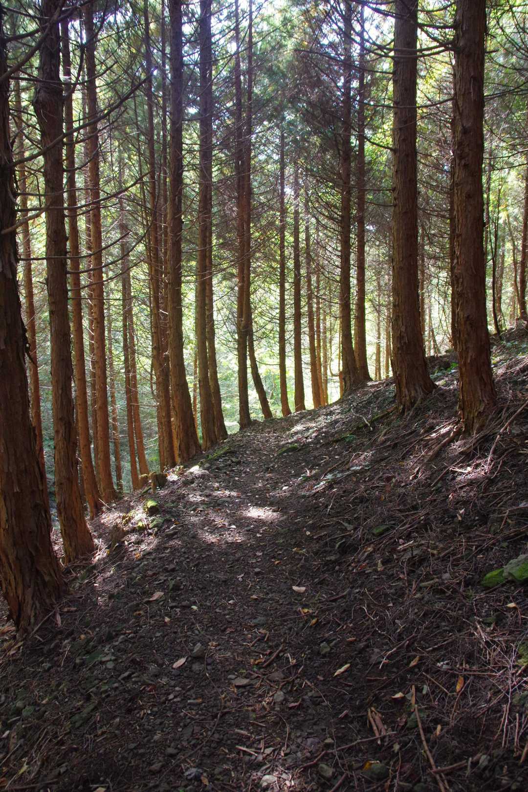 御前岳登山口-御前岳 往復コースの写真
