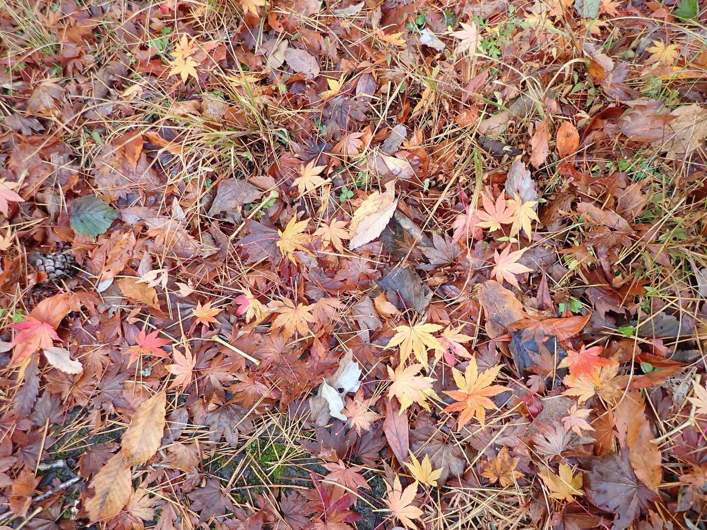 秋もあるある🍁