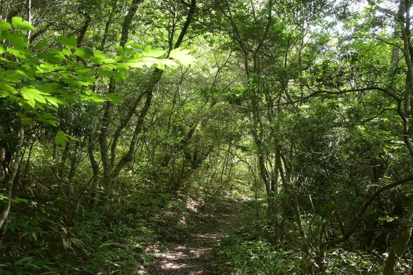 割と風が涼しげ