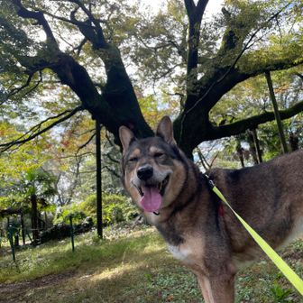大きな角をつけた気分🫎