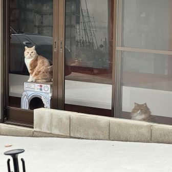 紀泉アルプス・飯盛山・ボンデン山 もう1にゃんいた😍