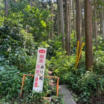 草が生い茂ってますが、道はわかりやすかったです