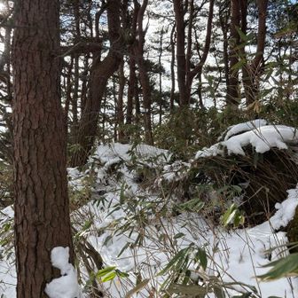 蛇石山の山頂！
藪漕ぎ