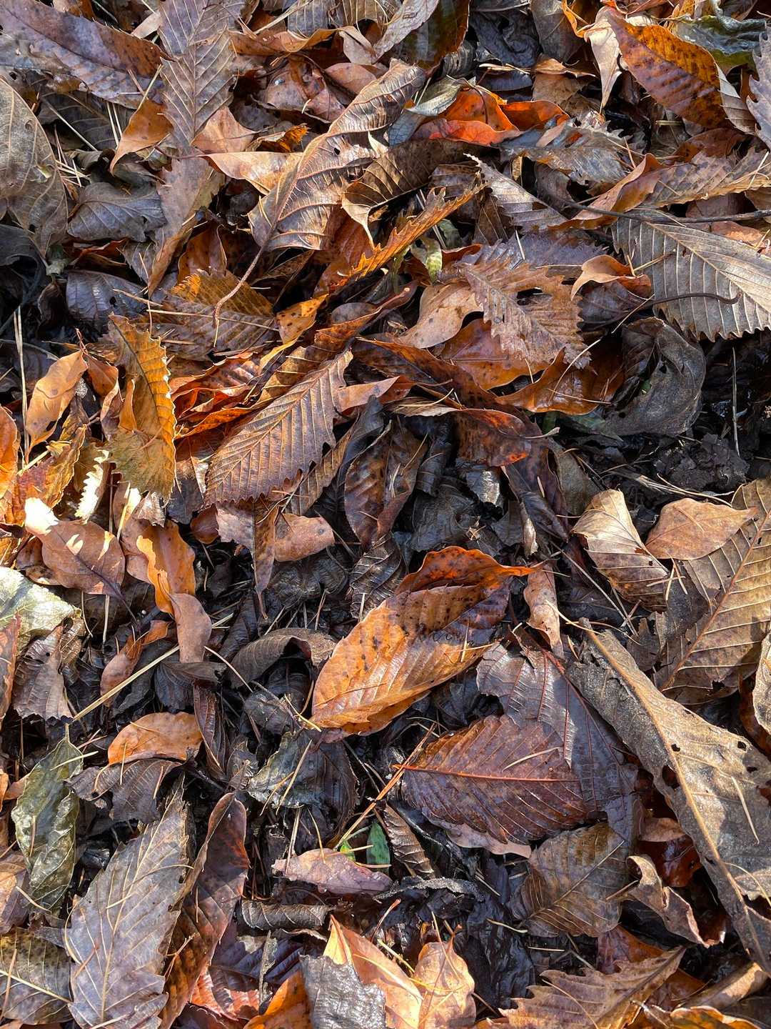 落ち葉🍂を踏み締めて…