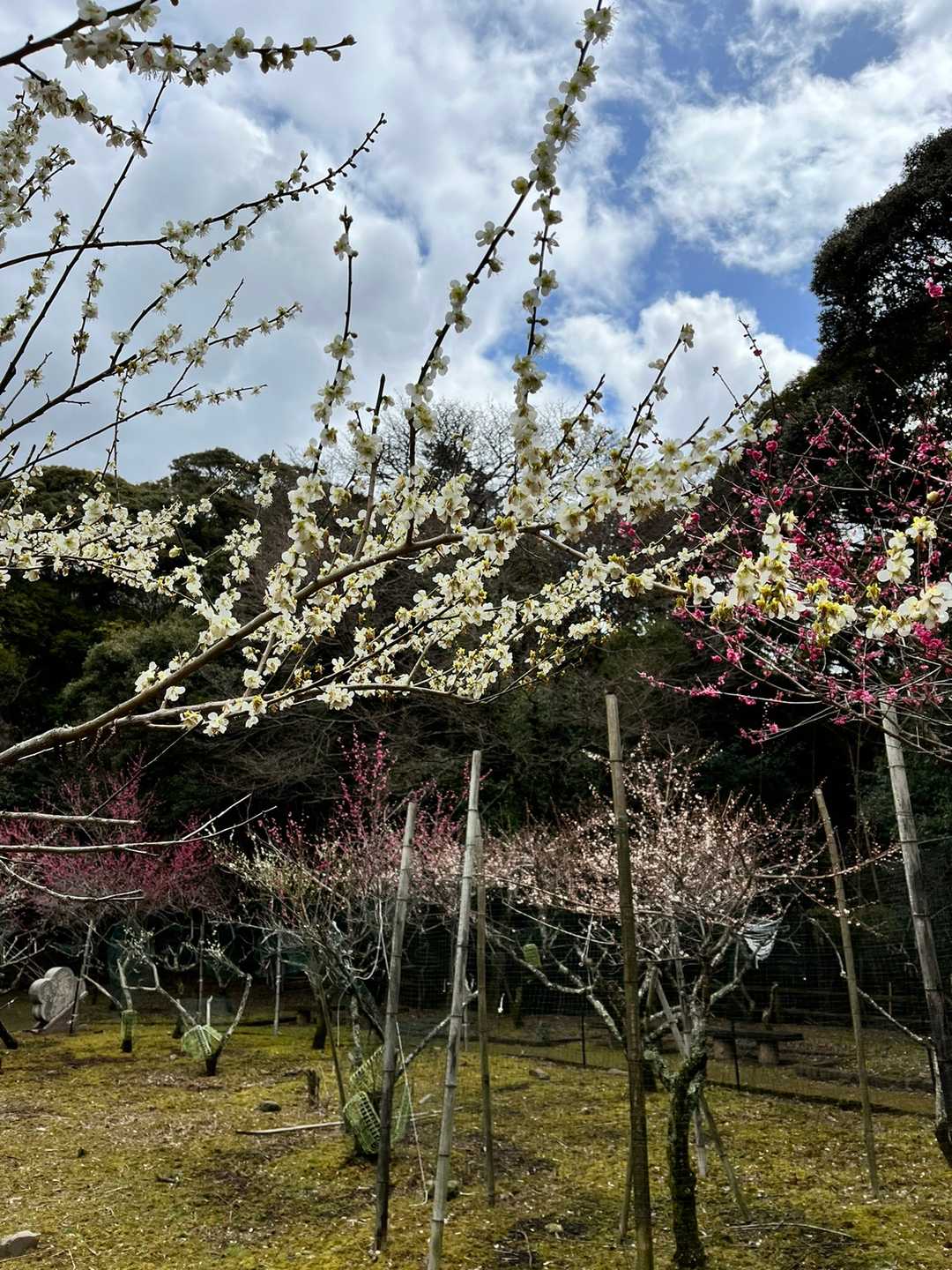 増位山 周回コースの写真
