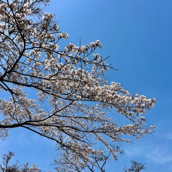 登山口の桜