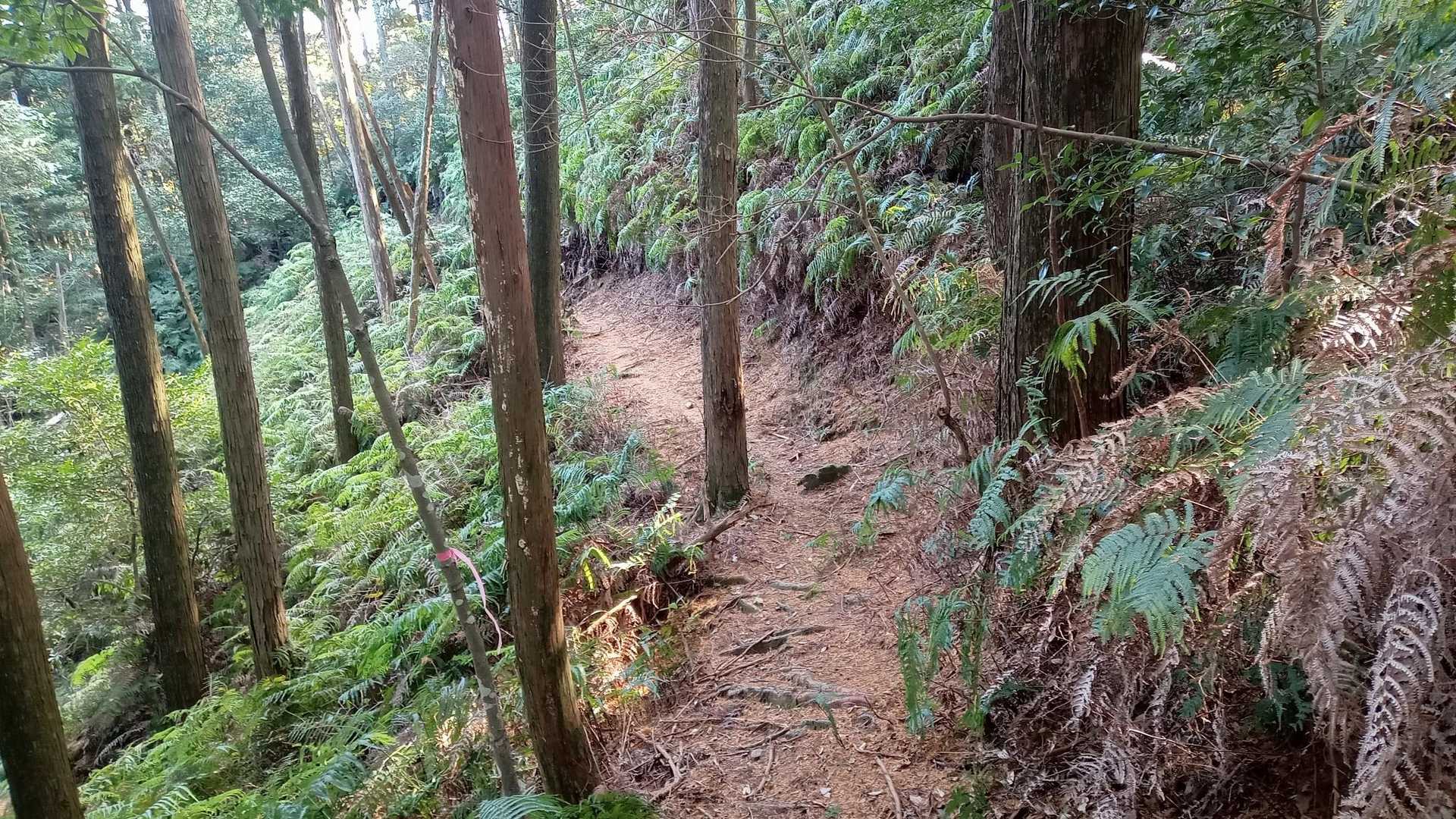 シダ多め