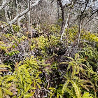 藪漕ぎ開始！こんなもの序の口🤭
