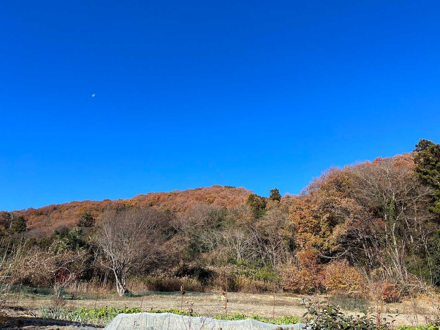 透き通るような青空🩵
