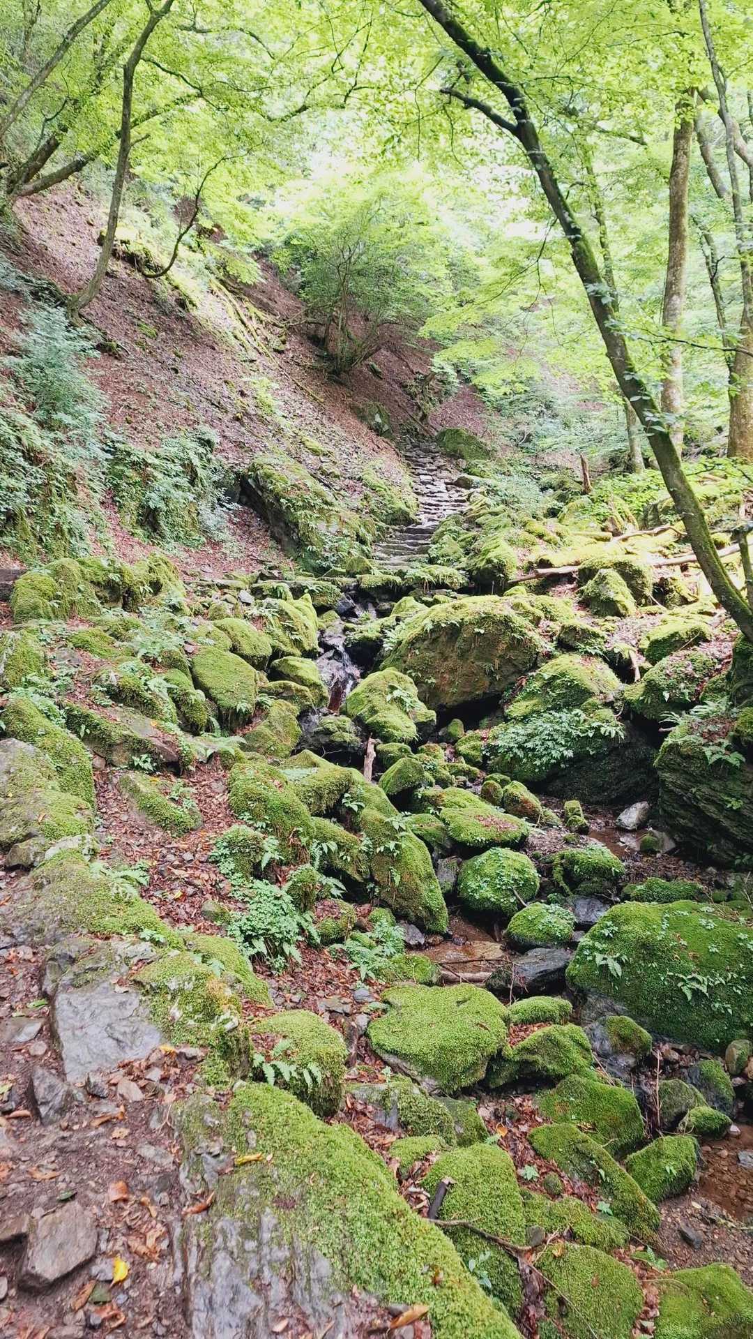 大都会・東京の山中に深く刻まれた、ダイナミックな“岩石”の谷の写真
