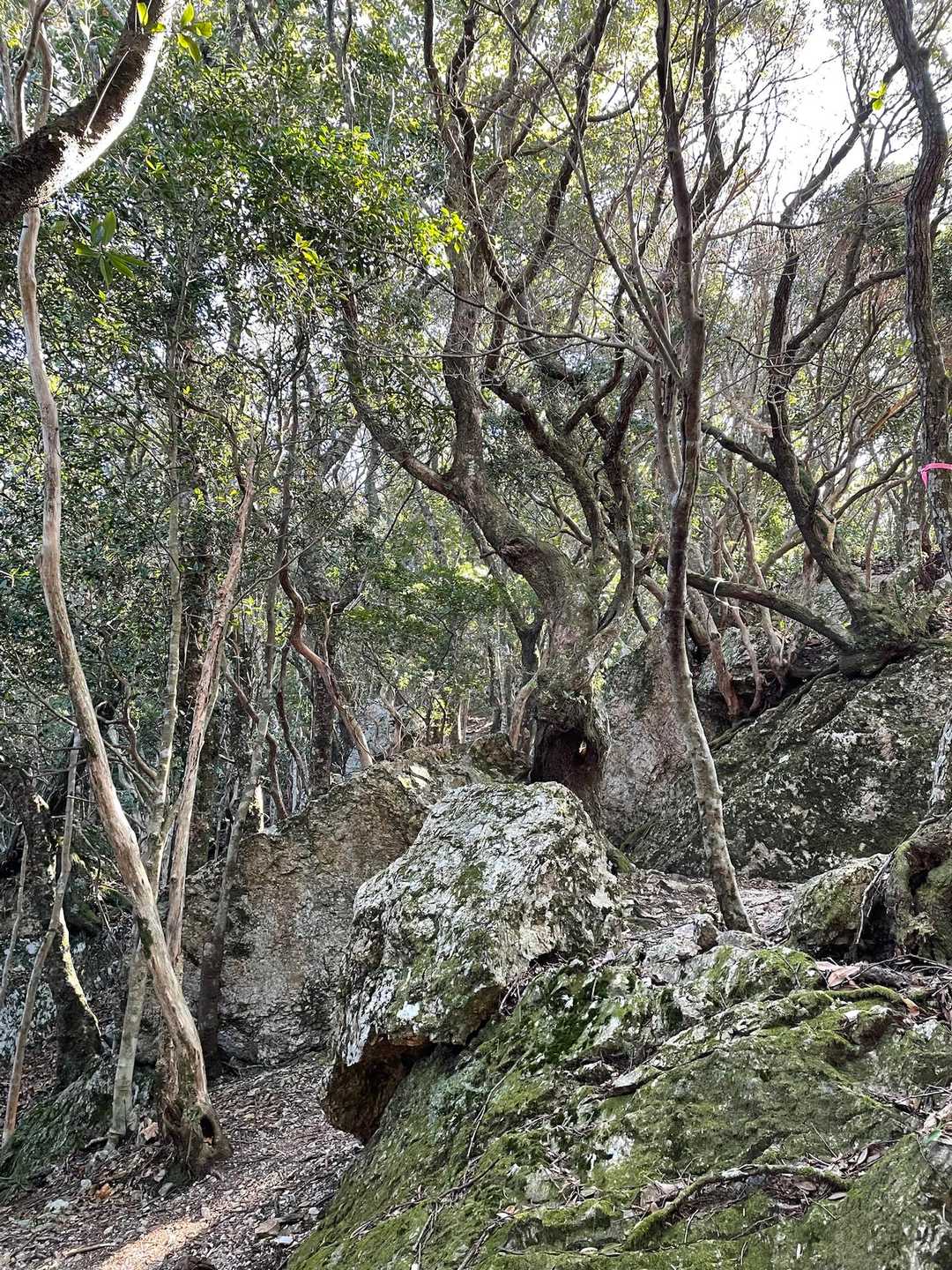 剣峠-八祢宜山-八大竜王西峰-八大竜王-京路山 周回コースの写真