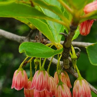 キバナノアツモリソウ(黄花の敦盛草)自生地へ / KIKOさんの高妻山