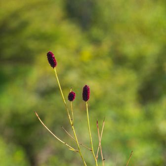 ワレモコウ
