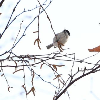 シマちゃんがいました
→訂正！シマちゃんじゃなかったデス〜

ここら辺で最後にコンデジ使ったんだよなー