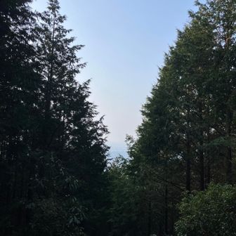 針葉樹が育ち過ぎて展望なし