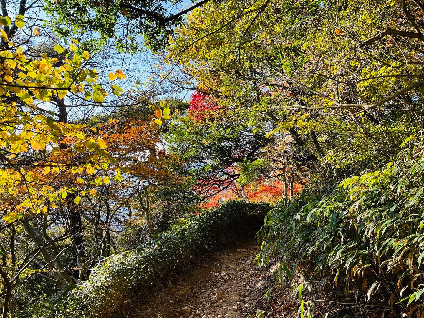 トトヤ道も綺麗🤩