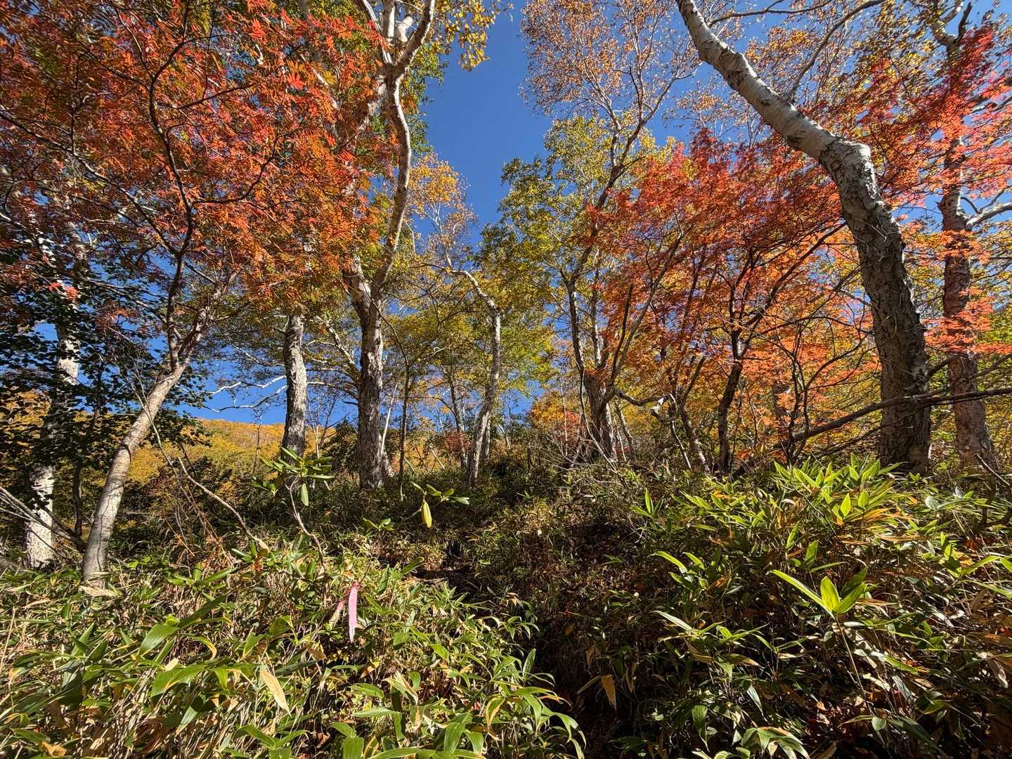 標高が上がると木々が紅葉🍁