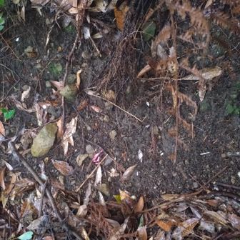 あっリボン落ちてる👀