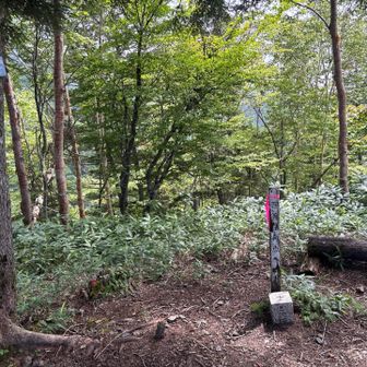 山頂では無く分水嶺