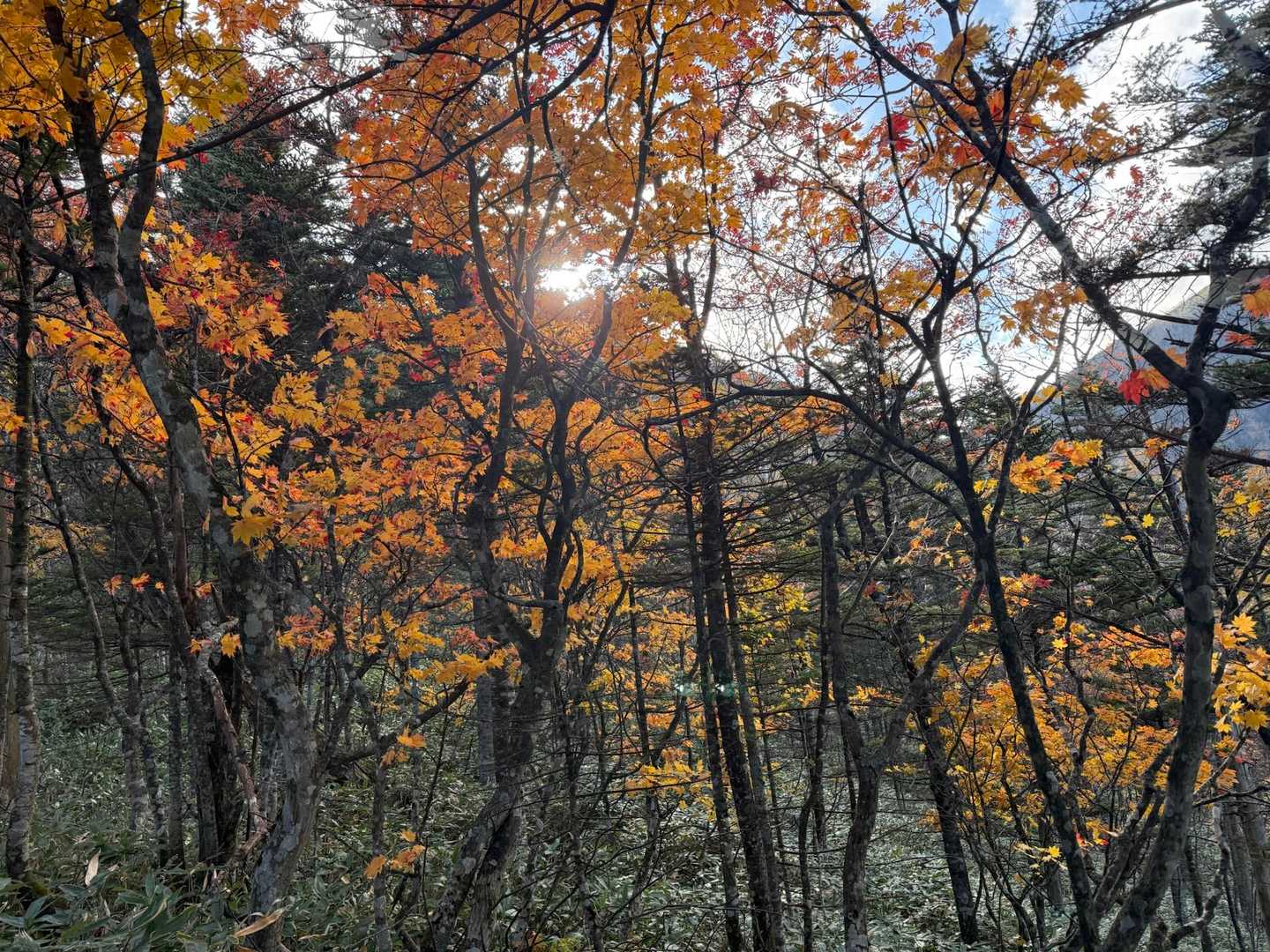 山小屋芽室岳-芽室岳 往復コースの写真