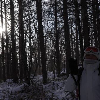 樹林に差し込む西陽と