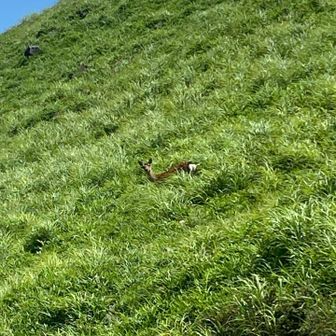 飯盛ケ城経由するのを後悔していたら、かわいい鹿が！頑張った甲斐がありました。
