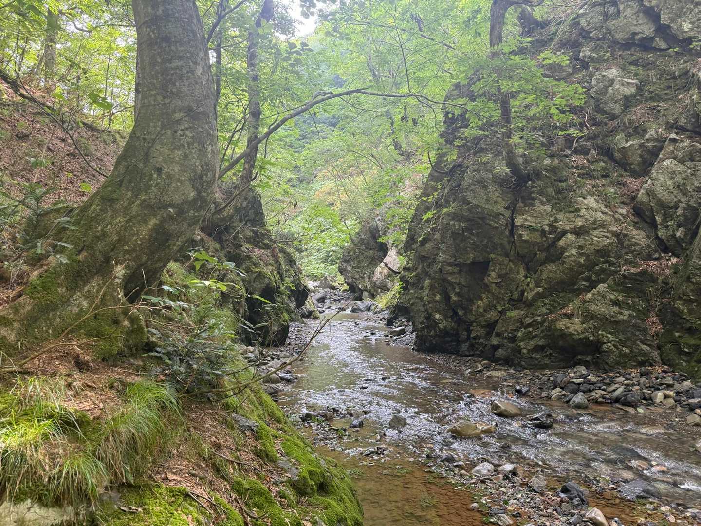 沢筋にそって登っていきます