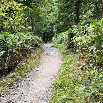 熊笹の登山道