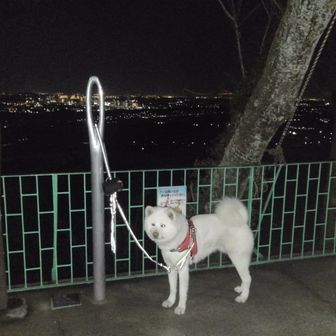 ごまちゃんとうちゃん