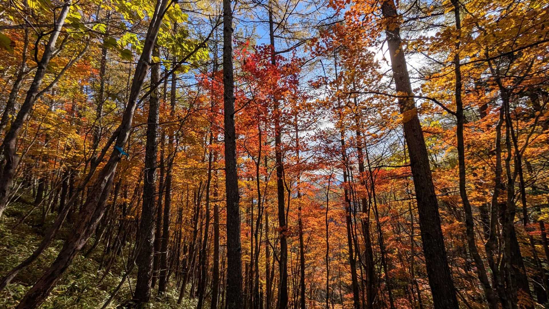 この辺りの紅葉🍁が見事でした