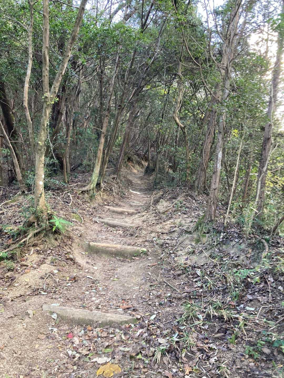 ずーっと歩きやすくて良き道が続いてます