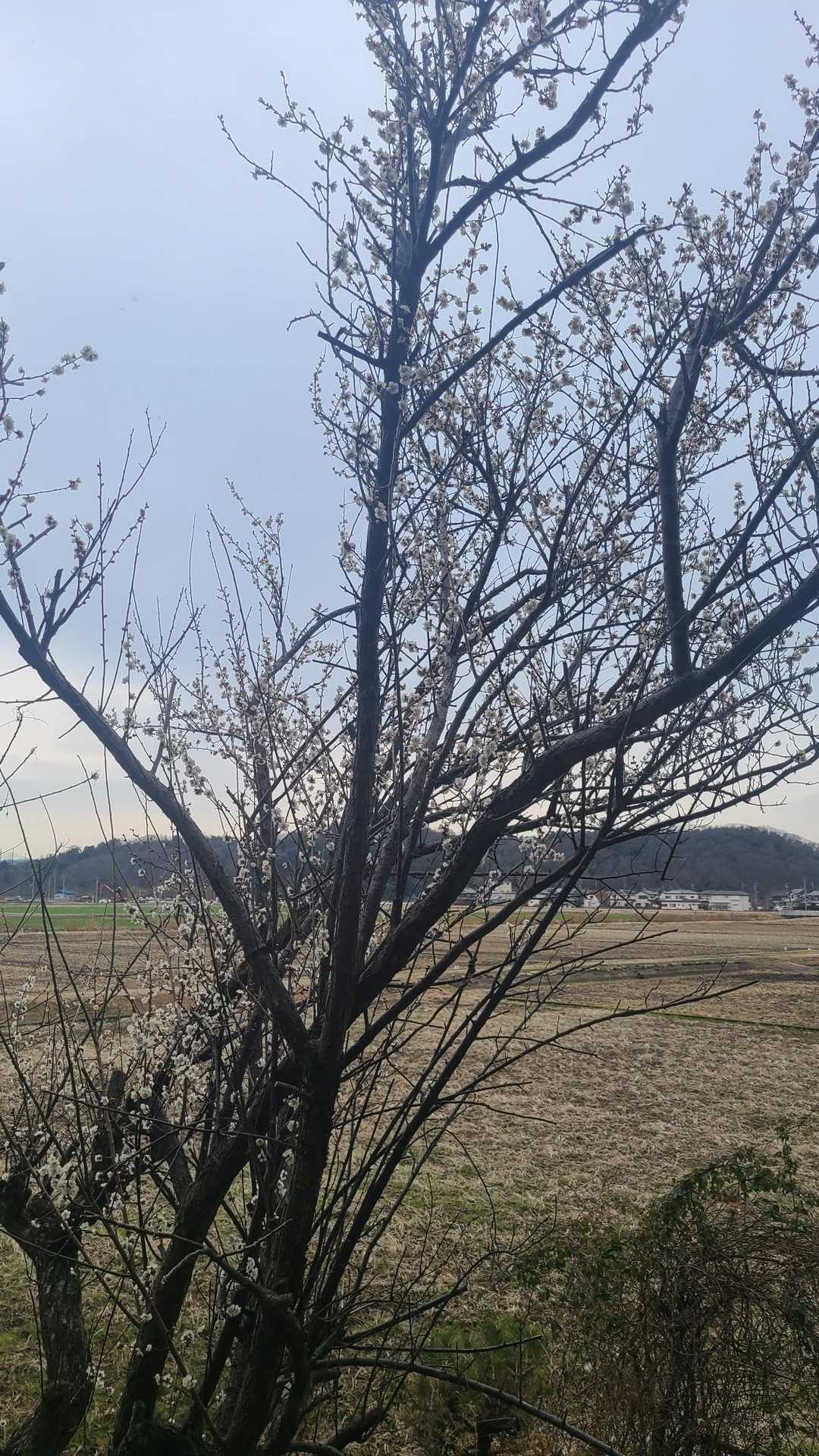 こっちは梅かな