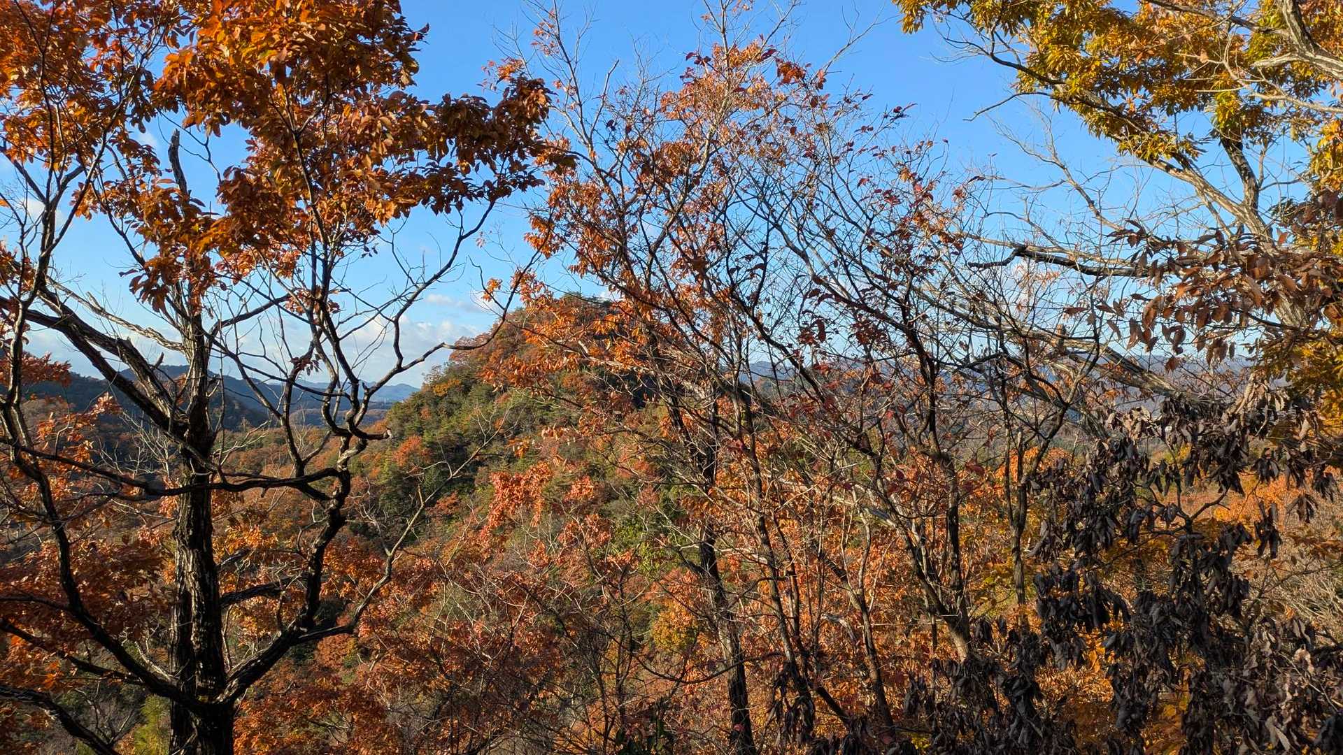 紅葉