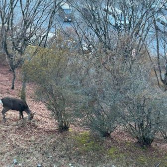 こんなところなに🦌