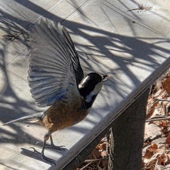 ヤマガラのお相手は他の登山者のみなさんにお任せしよう