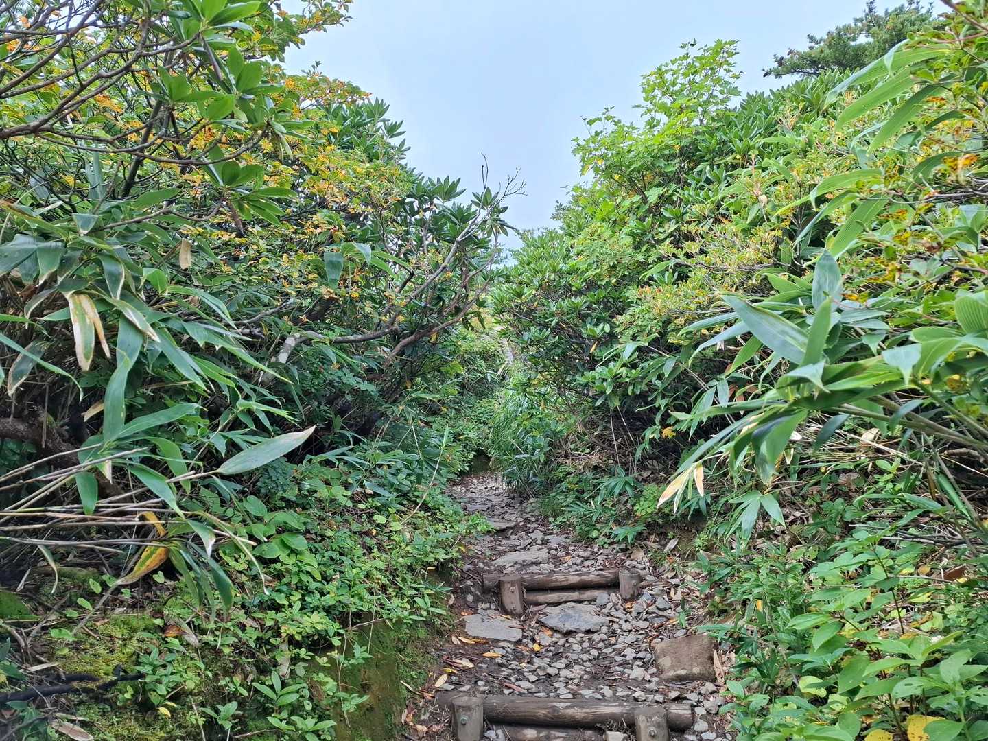 序盤は木々に囲まれた木道や緩めの登山道。
