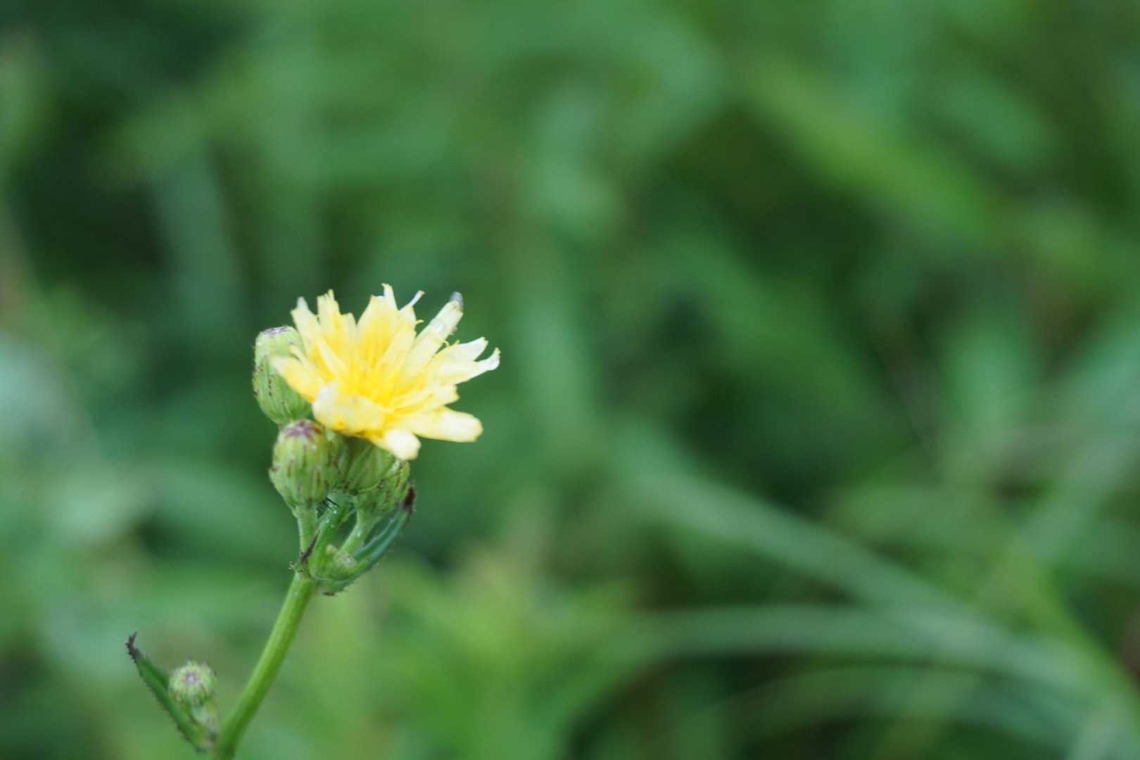 花〜