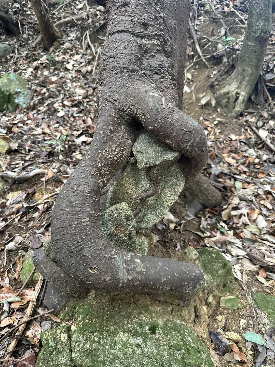 岩をぎゅっと抱きしめてます❤️