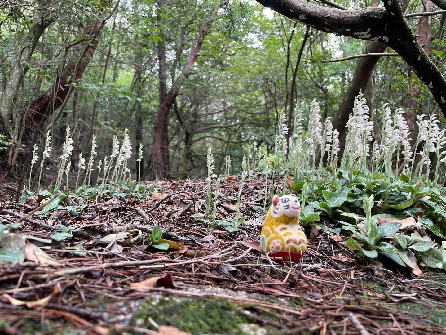 元岩巣山 往復コースの写真