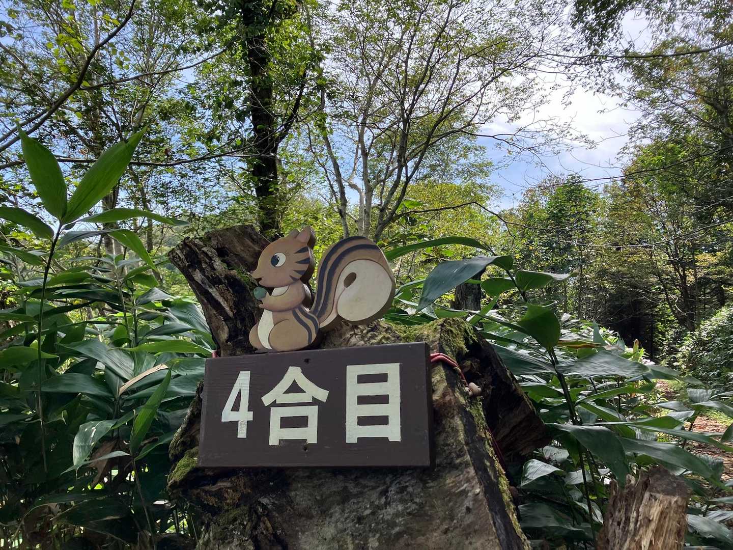 4合目リス！