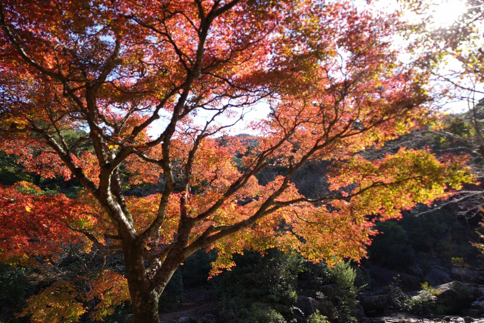 弥山登山道入口-紅葉谷橋-弥山-駒ヶ林-弥山登山道入口　- 周回コースの写真