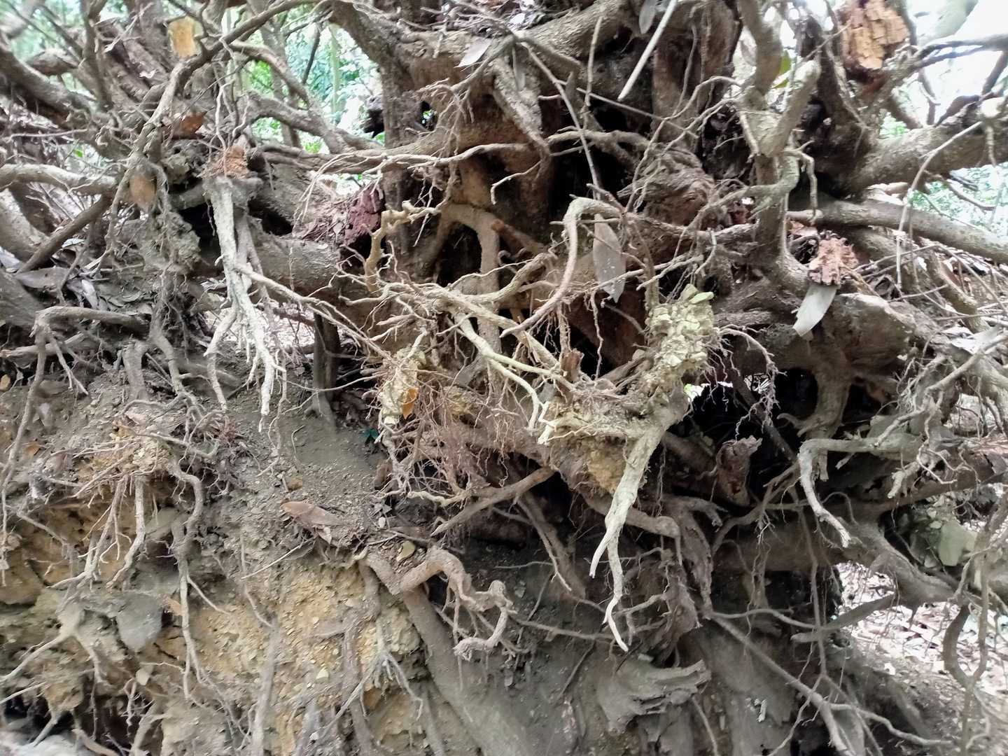 何に、見える？
化け猫👀…👻(ΦωΦ)