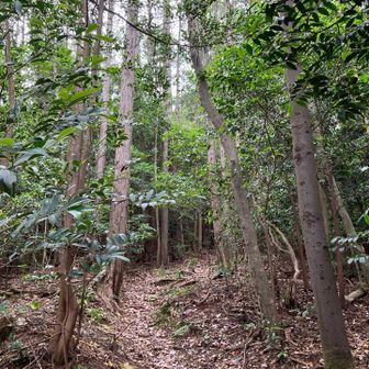 初ルートで山頂へ。