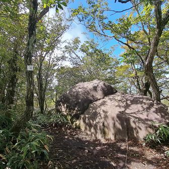 　「篭山」のピークを踏んでから鳥居峠に下ることにしたのですが、あちらこちらに薄い踏み跡と古いピンテがあり分かりづらい。
　峠への方向を確認しながら足元注意で下ります。