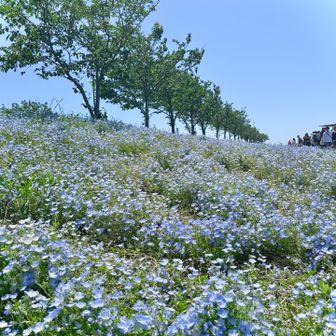 こむぎ